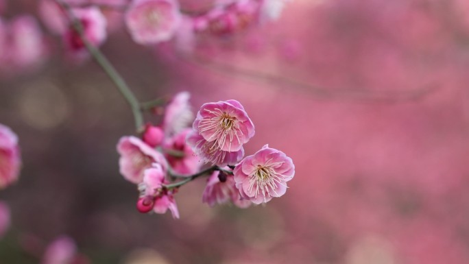 特写梅花