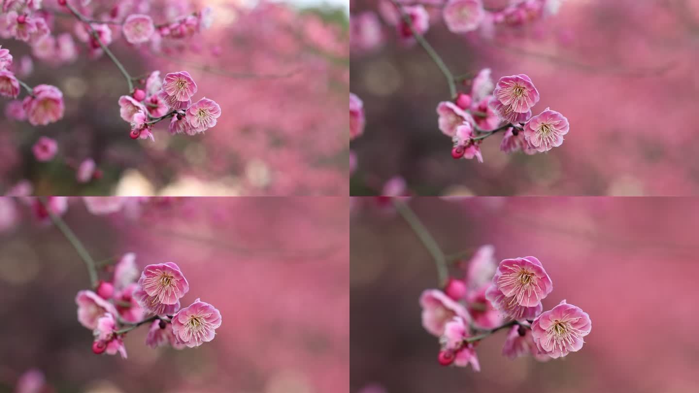 特写梅花