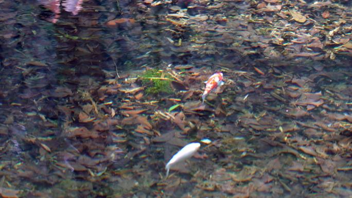 小金鱼清澈见底的溪水 云溪竹径