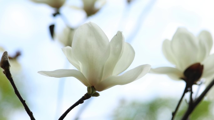 玉兰花 花朵 白玉兰
