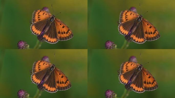 橙灰蝶雌性蝴蝶展翅自然美丽画面