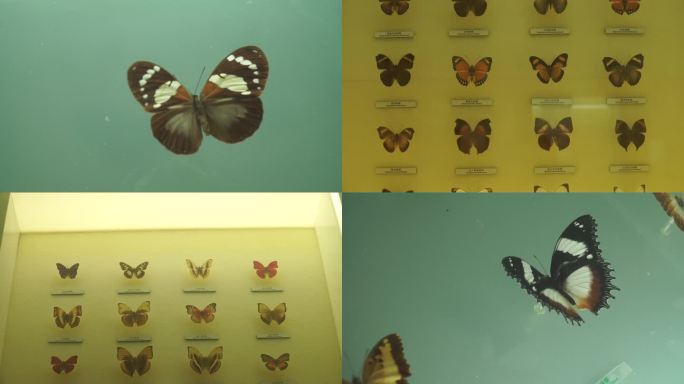 【镜头合集】昆虫蝴蝶标本模型 (1)