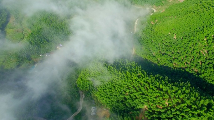 高山茶园 绿茶 白茶 采茶