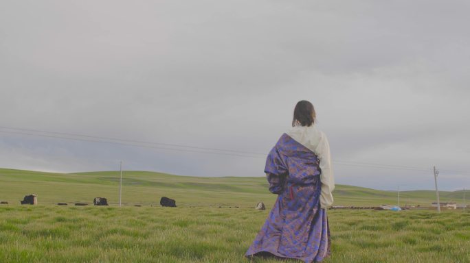 阿里草原 那曲草原 牧区草场 湿地草场