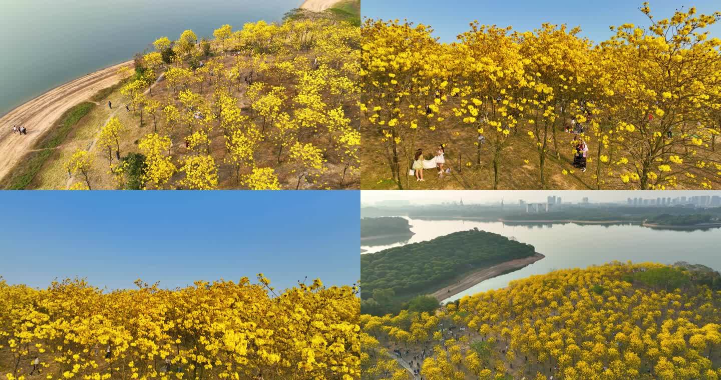 4K 东莞松山湖黄花风铃木御三航拍