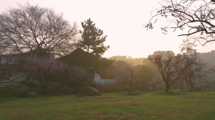 武汉东湖梅园春季梅花盛开