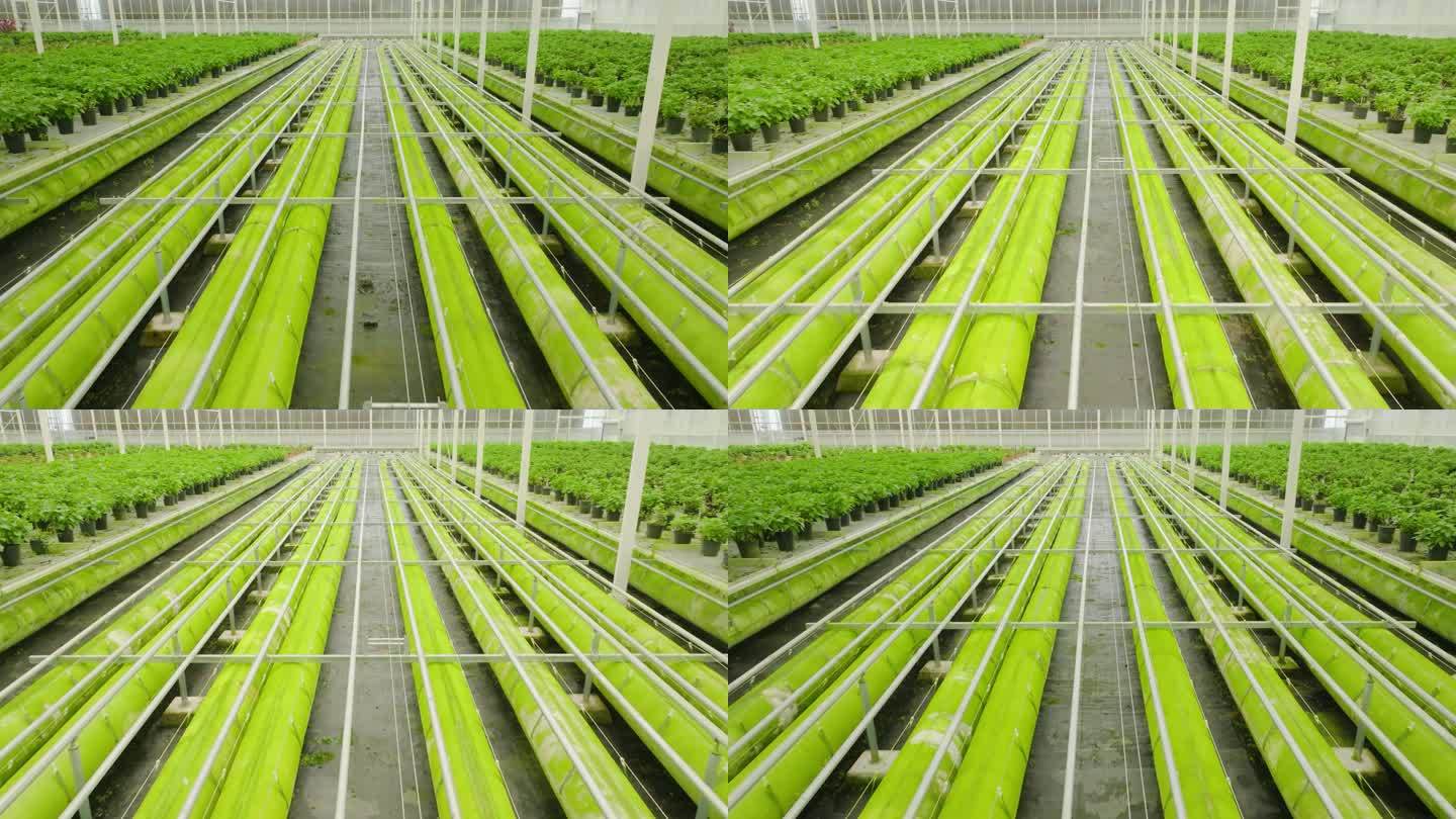 绿色蔬菜 大棚 温室