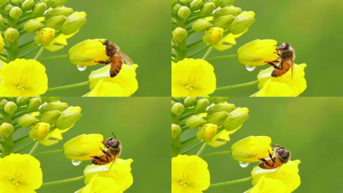 特写蜜蜂清晨在带露珠的油菜花上采蜜