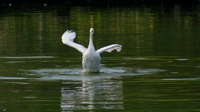 动物园 湖面 白天鹅 拍打翅膀 展开翅膀