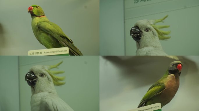 【镜头合集】鹦鹉鸳鸯文鸟观赏鸟类标本