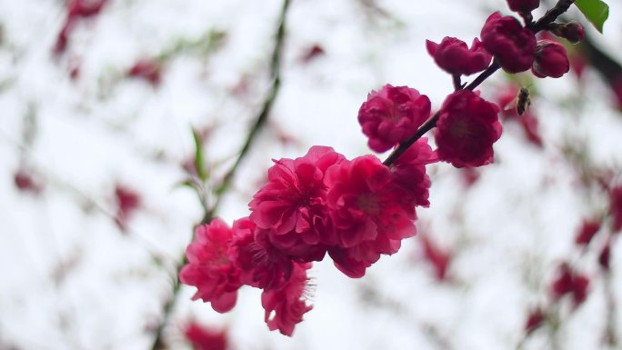 桃花红枝头蜜蜂