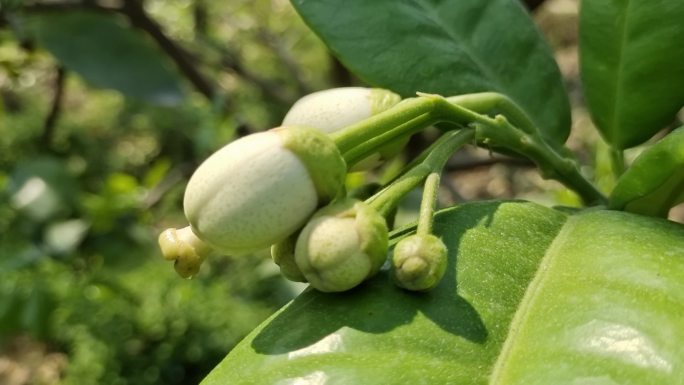 柚花蕾微距拍摄柚花蕾清香花蕊柚花蕾花蕊