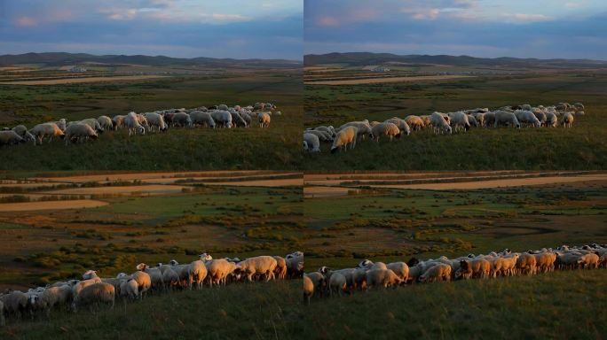 夕阳下山羊吃草