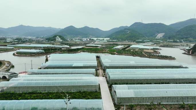 航拍 象山红美人种植基地