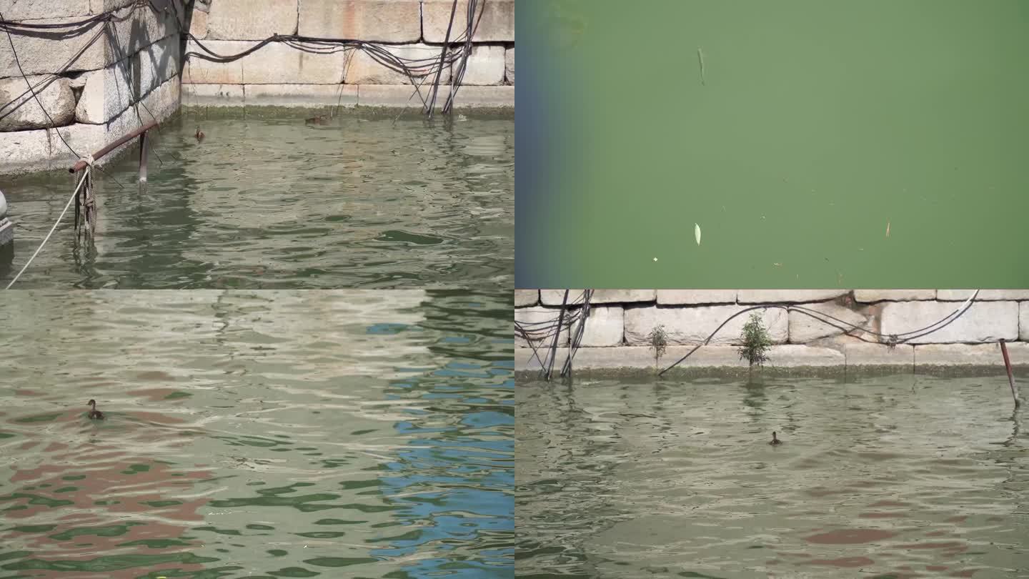 【镜头合集】水面湖面水波纹上的小鸭子鱼苗