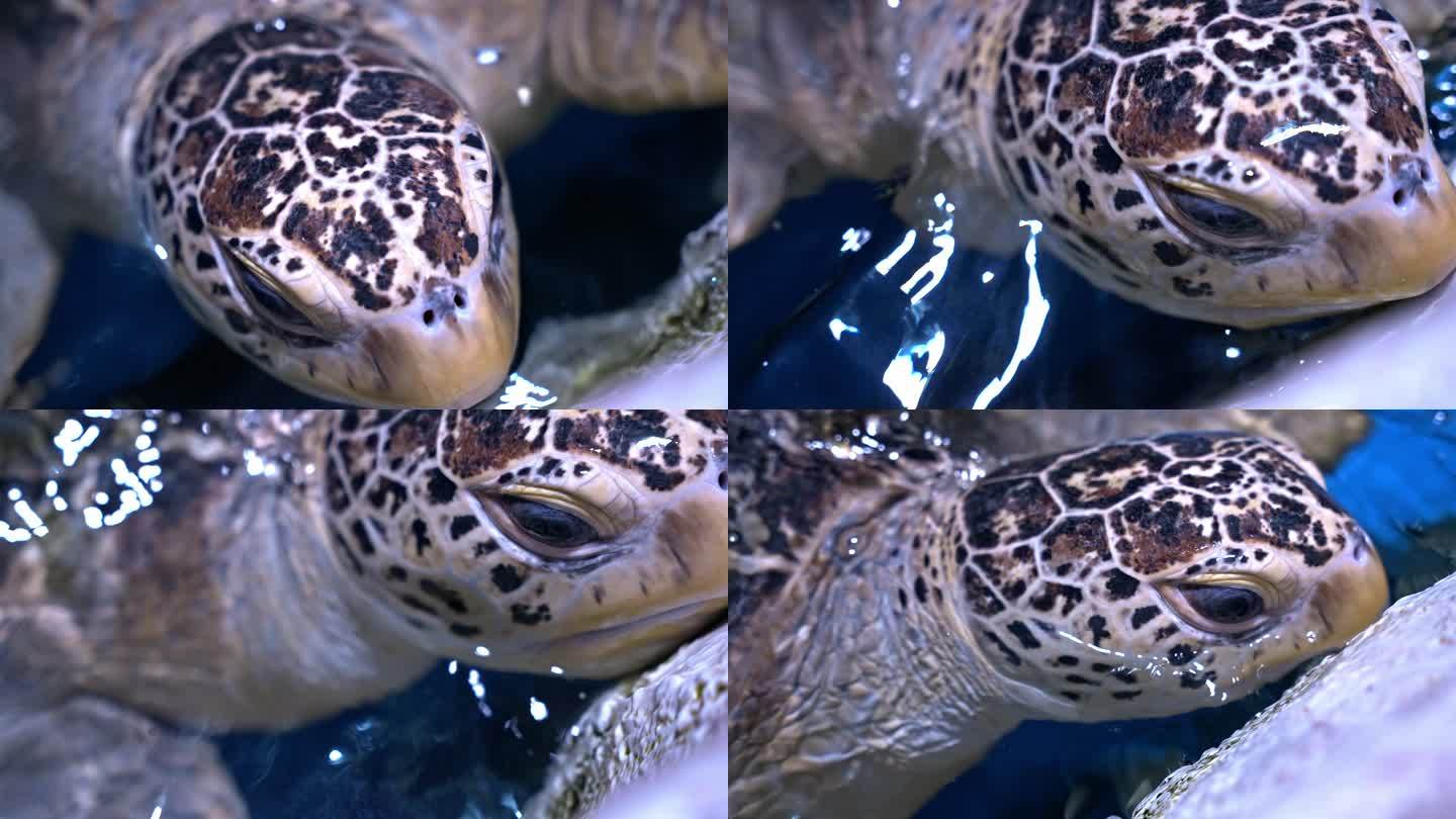 乌龟海龟