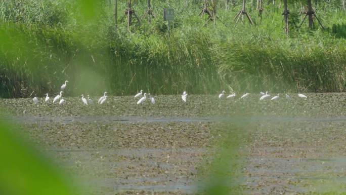生态湿地鸟群 鸟群 生态环境