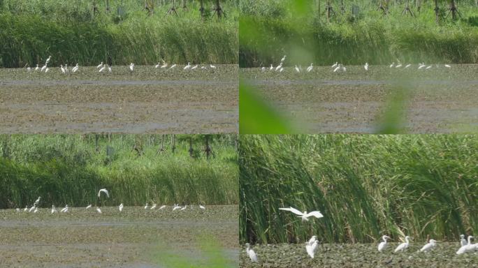 生态湿地鸟群 鸟群 生态环境