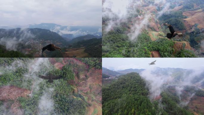 4K航拍老鹰在大山森林飞翔（可去掉老鹰）