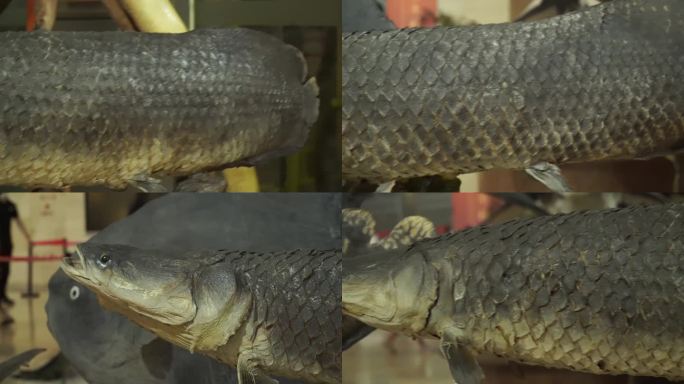 【镜头合集】巨骨舌鱼动物鱼类标本 (1)