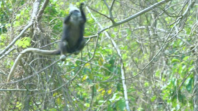 4K拍摄 崇左树枝上跳跃的白头叶猴