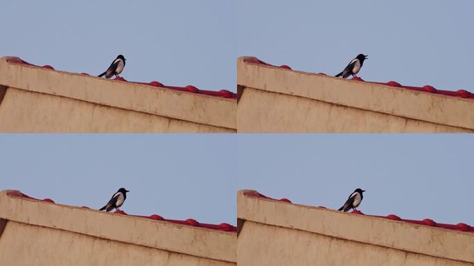 屋顶报喜的喜鹊