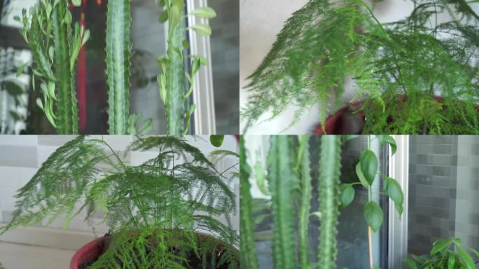 【镜头合集】家庭绿植阳台养花植物 (2)