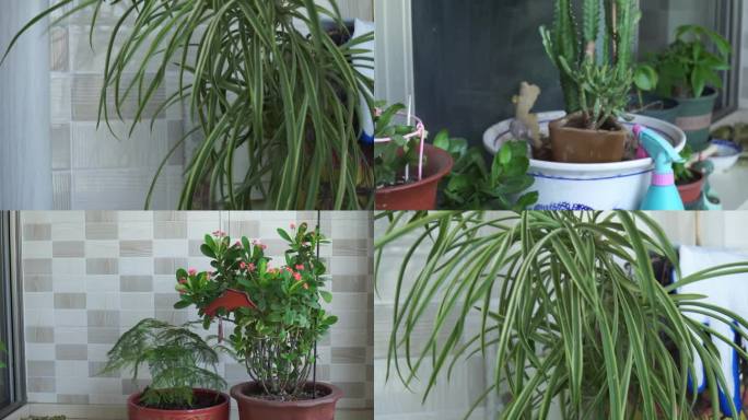【镜头合集】家庭绿植阳台养花植物 (3)