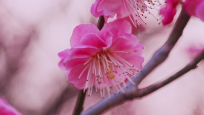 梅花 红梅 花朵盛开 春天赏梅
