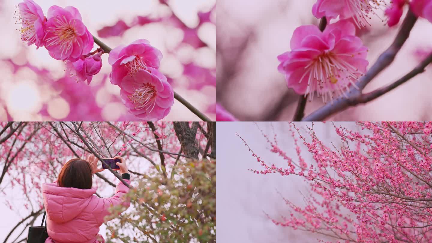 梅花 红梅 花朵盛开 春天赏梅