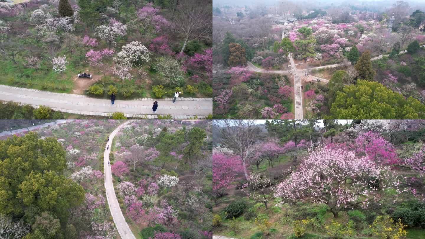 航拍南京梅花山