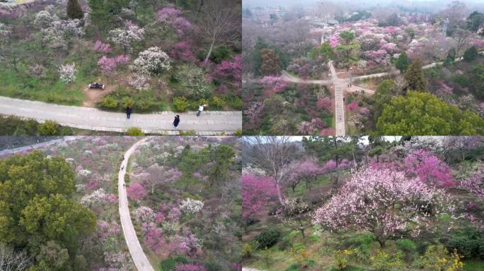 航拍南京梅花山