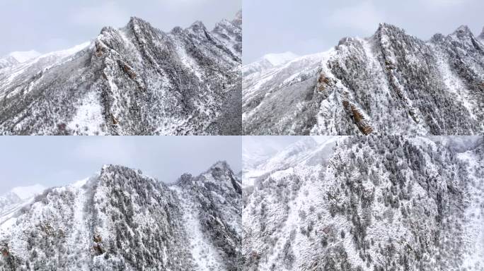 青海扎碾公路仓家峡雪峰雪松航拍