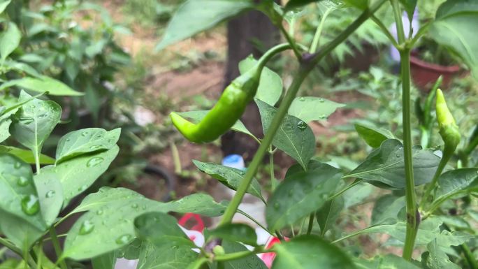 【镜头合集】家庭种植朝天椒辣椒彩椒