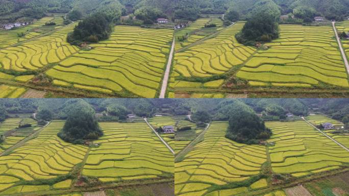 大山里秋天金色稻田