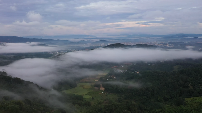 高山云雾、生态、茶山、云南