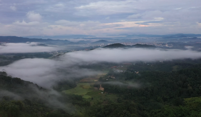 高山云雾、生态、茶山、云南