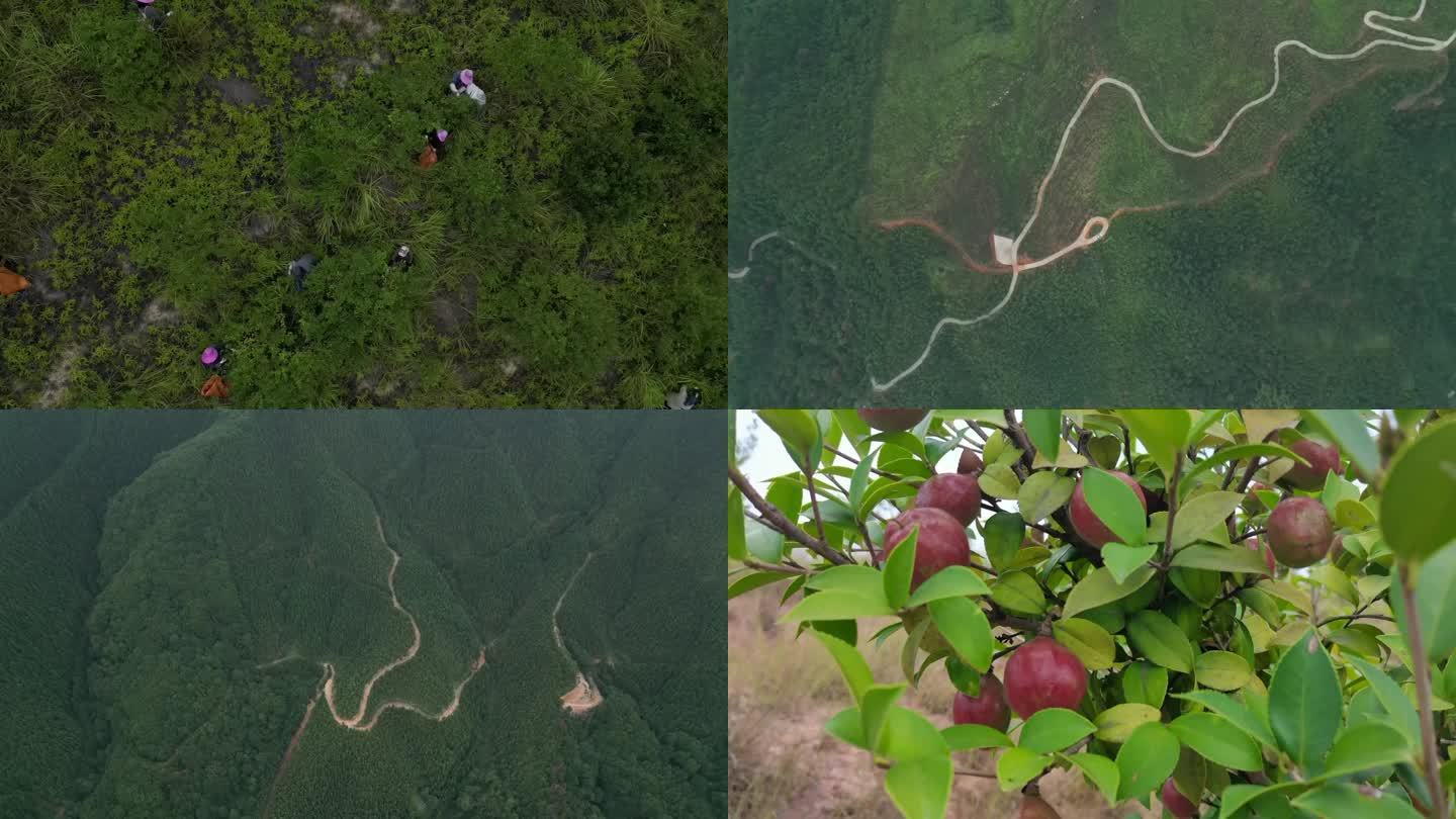 油茶采摘  限时优惠