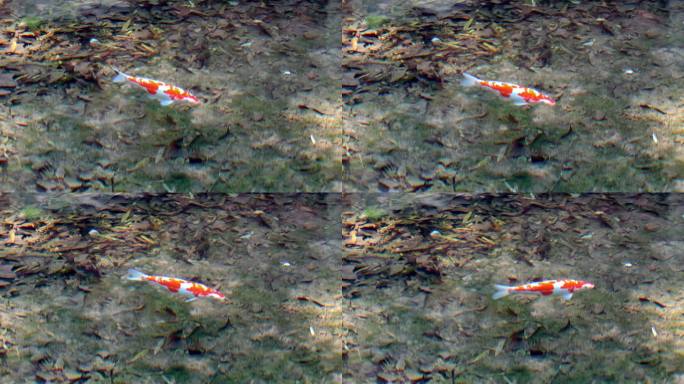 小金鱼清澈见底的溪水 云溪竹径