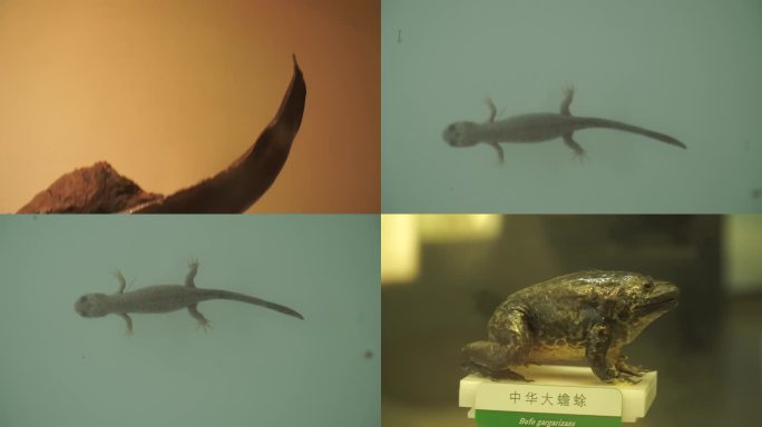 【镜头合集】蜥蜴壁虎爬虫标本模型 (2)