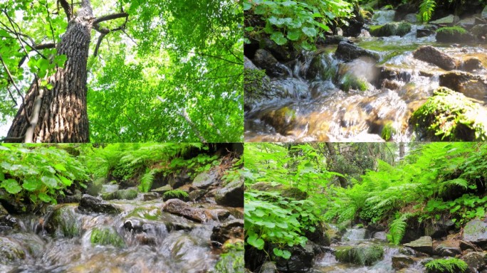 春天夏天小溪 溪流 溪水 山泉水