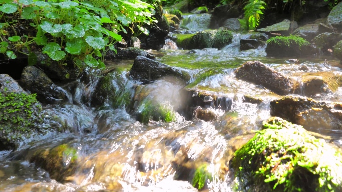 春天夏天小溪 溪流 溪水 山泉水