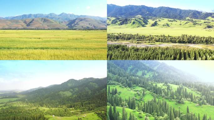 高清4k新疆风光  新疆农田和草场