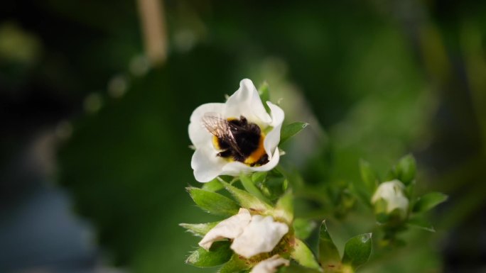 蜜蜂授粉