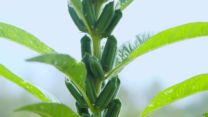 芝麻汤圆