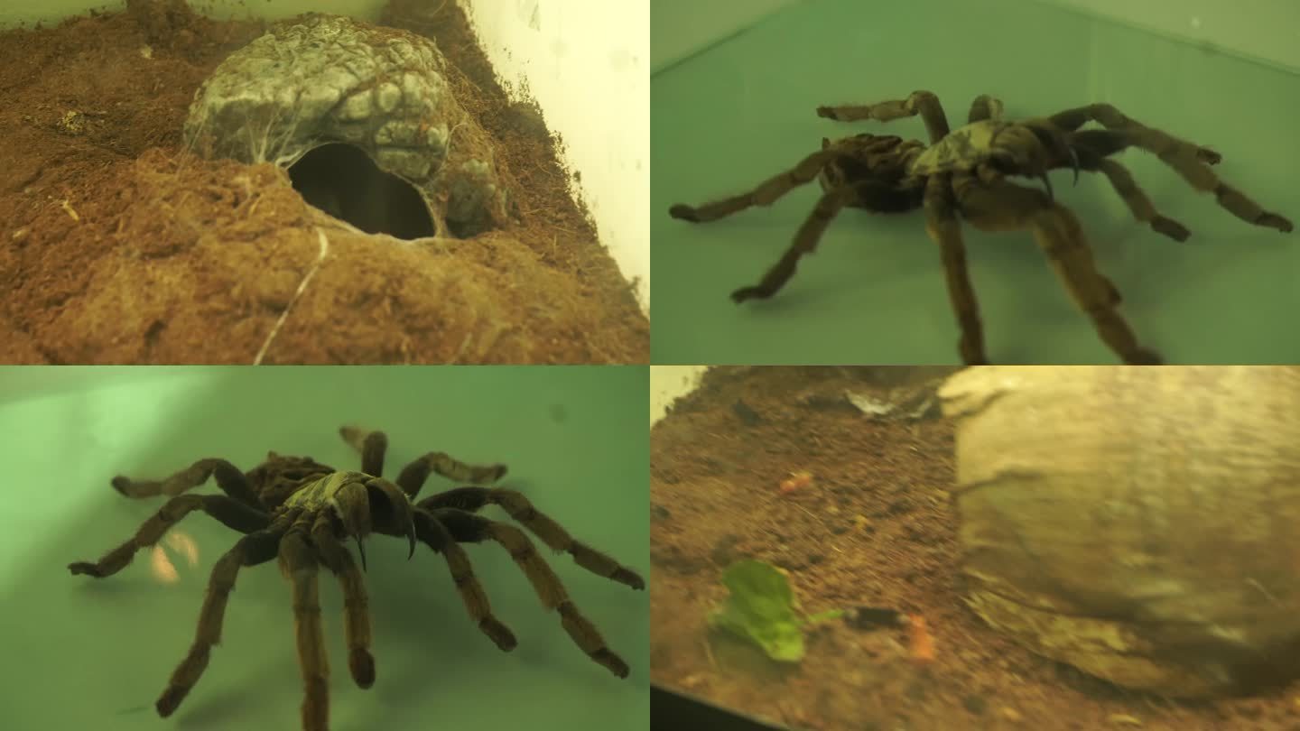 【镜头合集】狼蛛鸟蛛爬虫饲养环境蜘蛛洞
