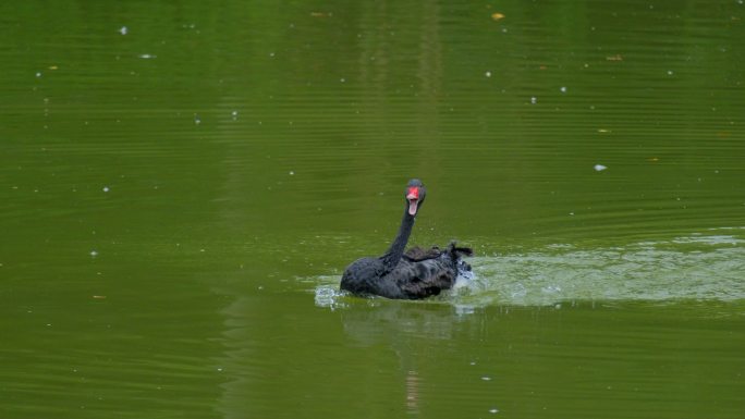 公园池塘黑天鹅拍打翅膀戏水洗澡