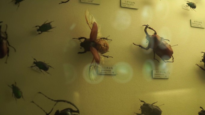 【镜头合集】昆虫甲虫巨齿蛉马蜂螳螂独角仙