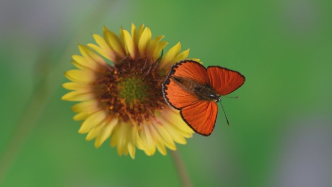 蝴蝶展翅自然画面美丽昆虫