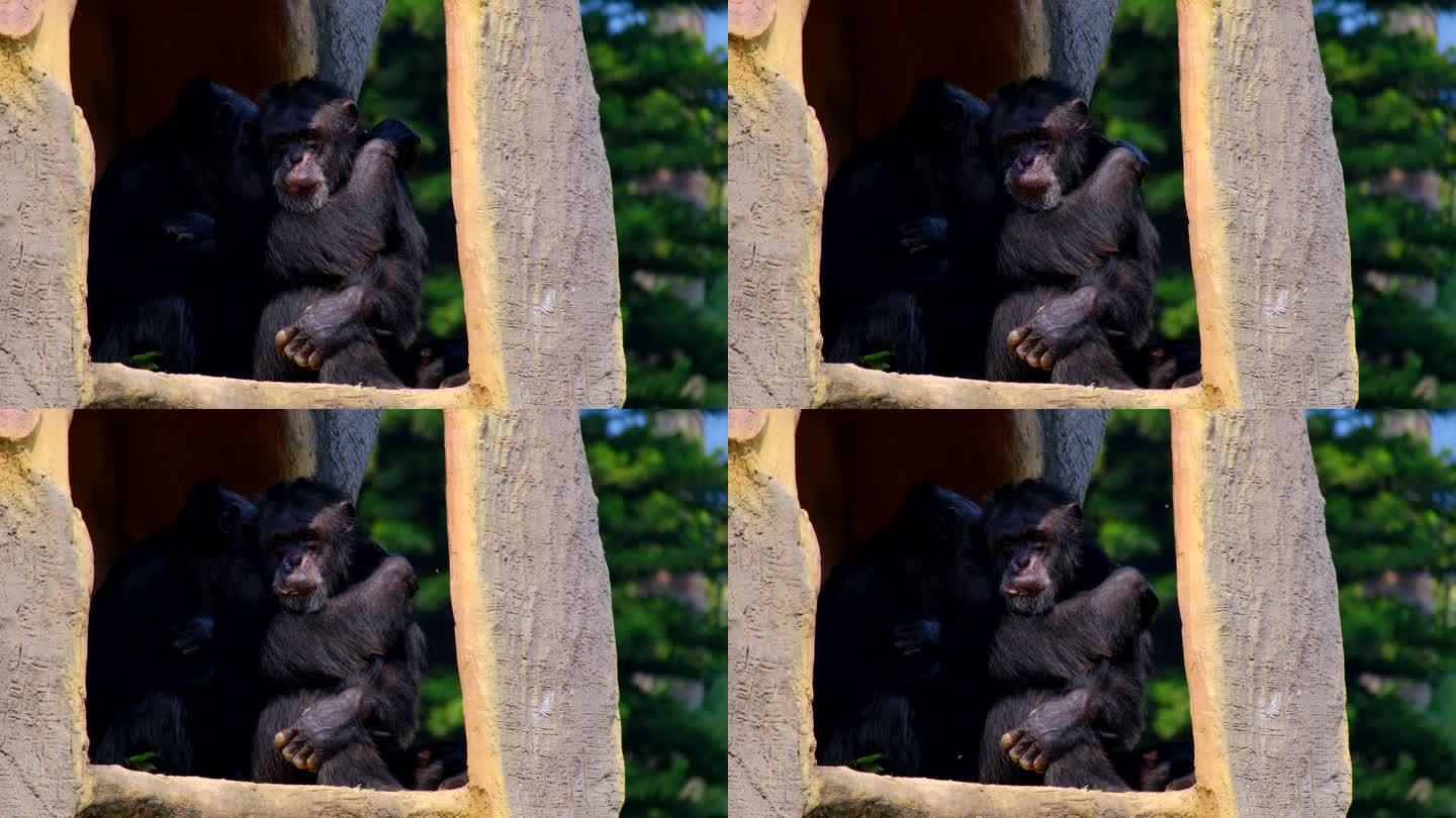 动物园里的黑猩猩丢那猩